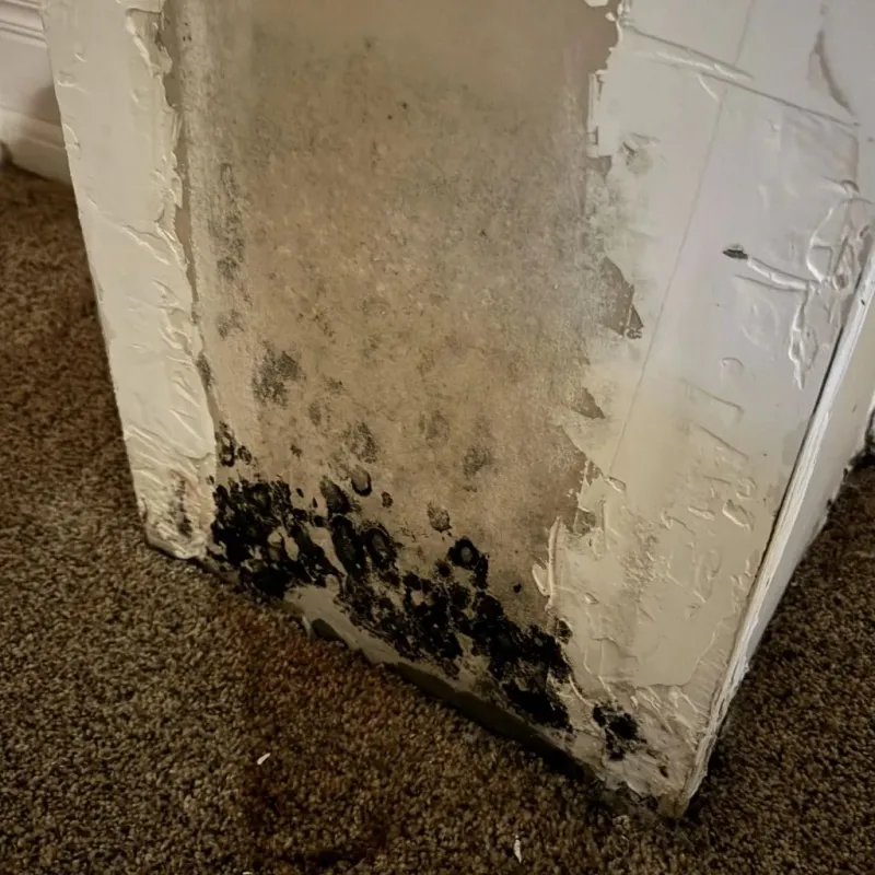 Professional Mold Removal in Oswego, KS